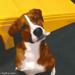 消防犬 电影_电影消防犬的主要内容_播放消防犬电影