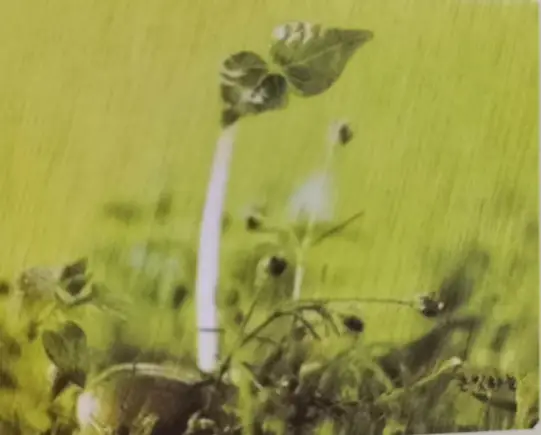 比喻培养人才的句子_比喻人才优秀培养教师的词语_比喻教师培养许多优秀人才